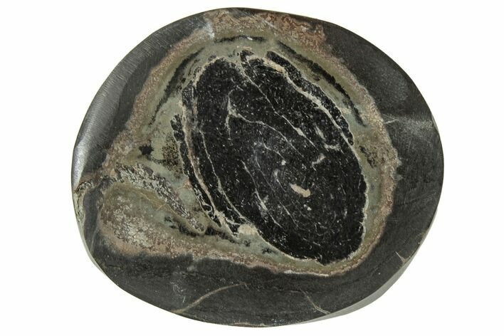 Polished Fish Coprolite (Fossil Poo) Nodule Half - Scotland #314918